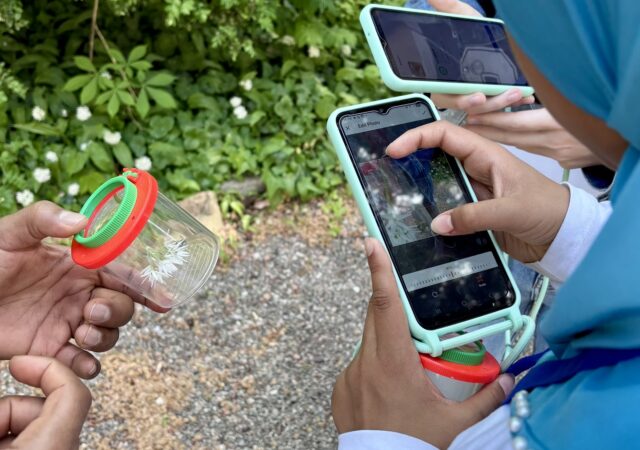 Eine Person identifiziert mit Hilfe ihres Handys ein Insekt, welches sie gefangen haben.