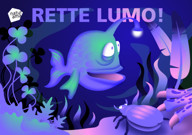 2026 rette Lumo 1